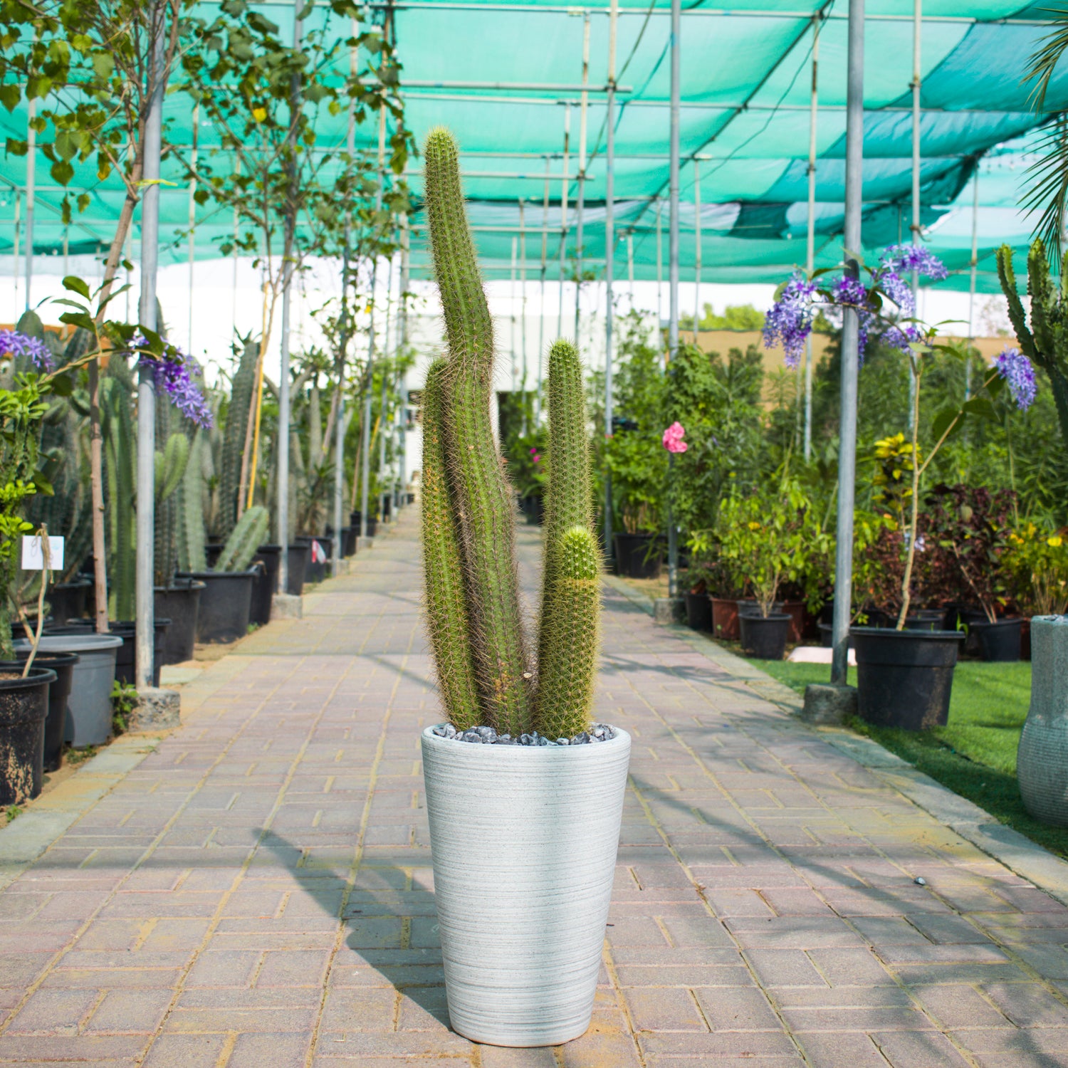 Bergerocactus Emoryi