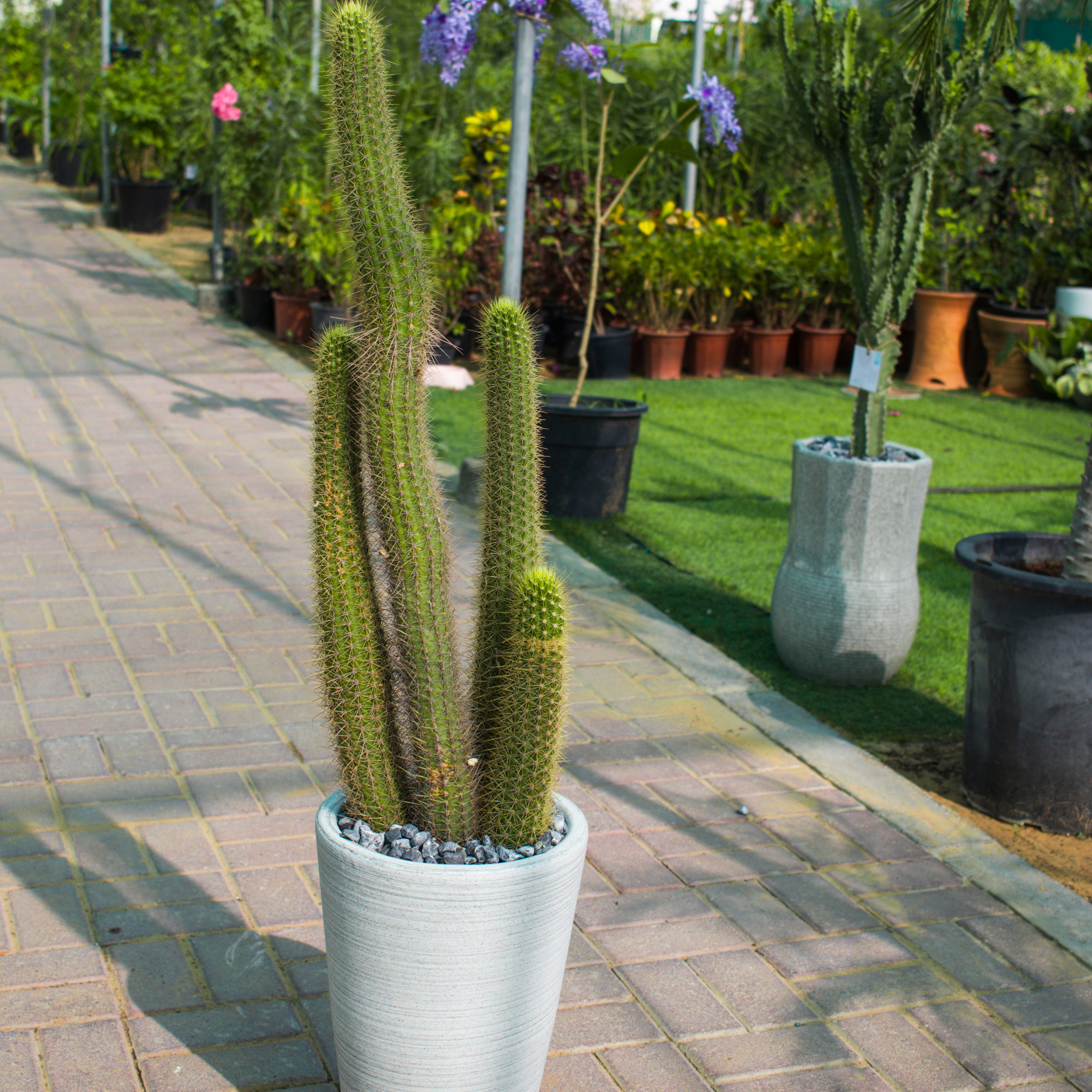 Bergerocactus Emoryi