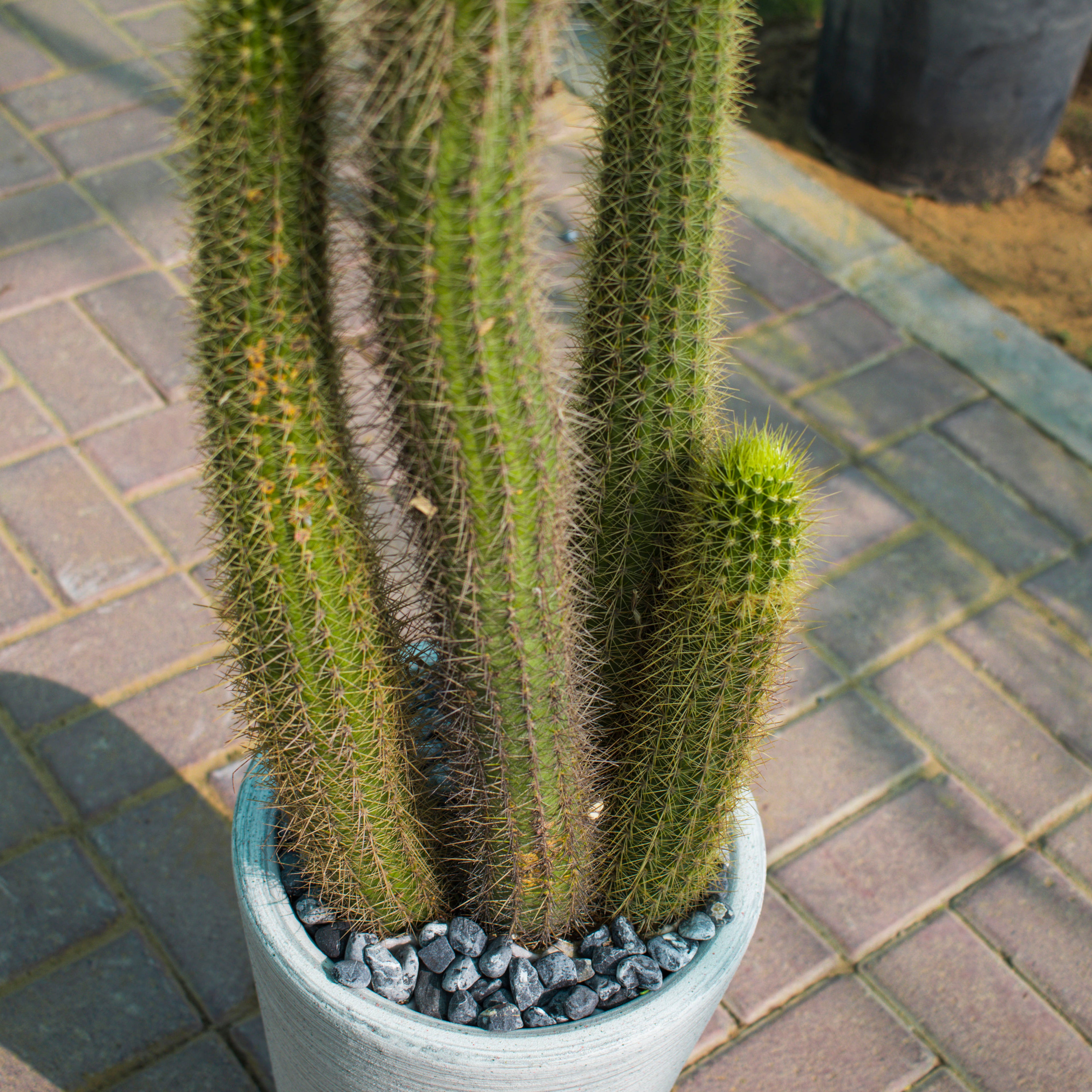 Bergerocactus Emoryi