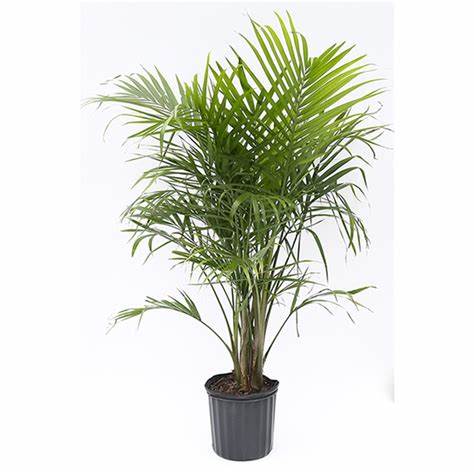 Majesty Palm (Ravenea rivularis) (Majestic palm)