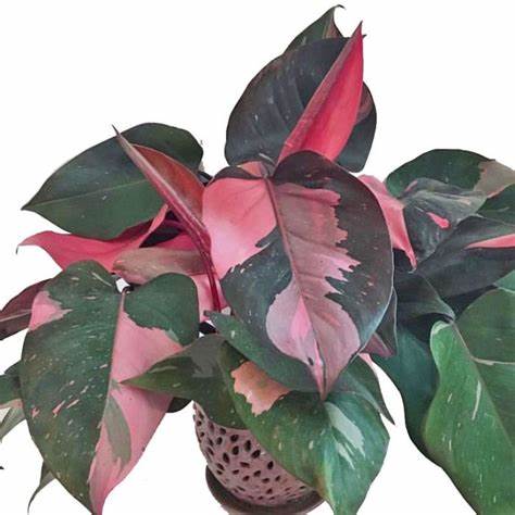 Pink Princess Philodendron
