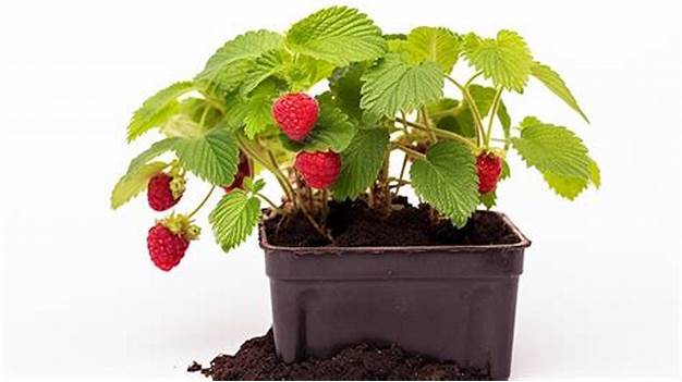 Strawberry / Fragaria ananassa Duchesne