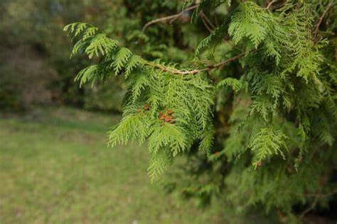 Cypress / Cupressus