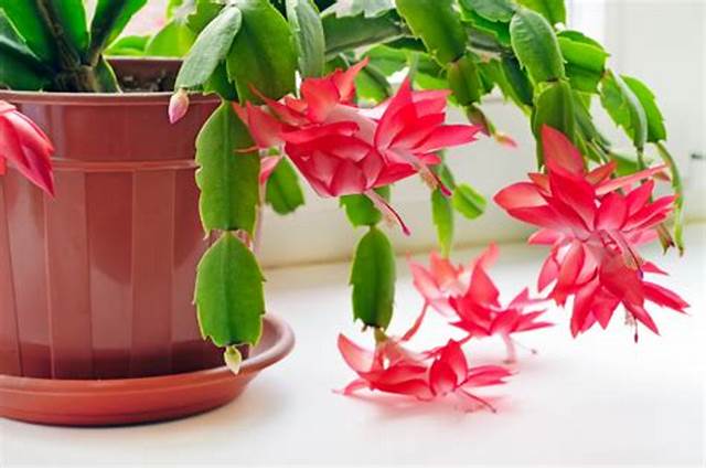 Christmas Cactus / Schlumbergera