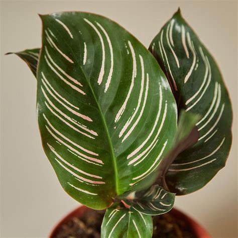 Calathea ornata / calathea
