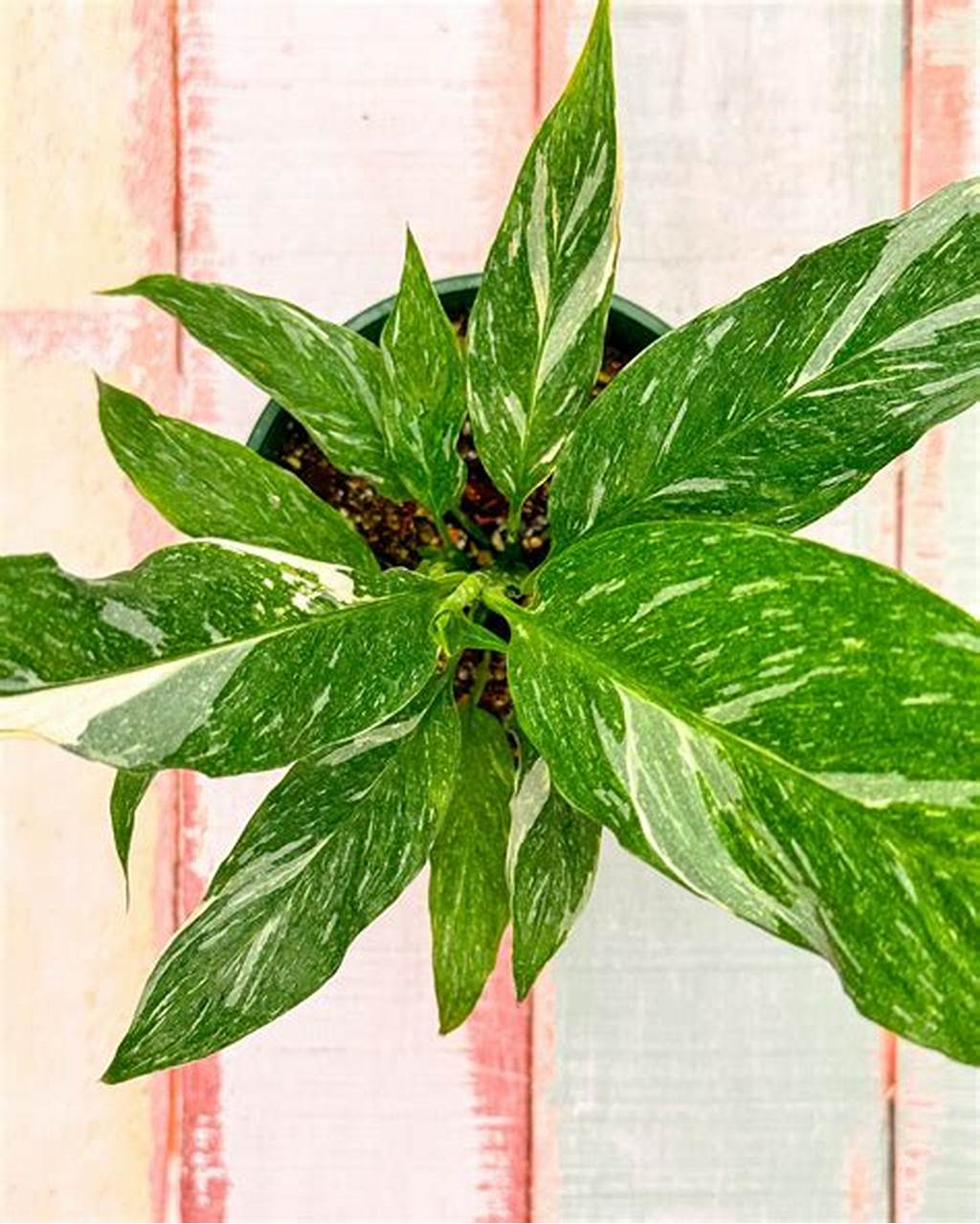 Variegated Peace lilly