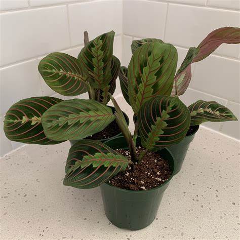 Prayer plant/Calathea Maranta / /Maranta leuconeura