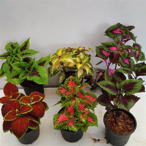Coleus/Coleus scutellarioides