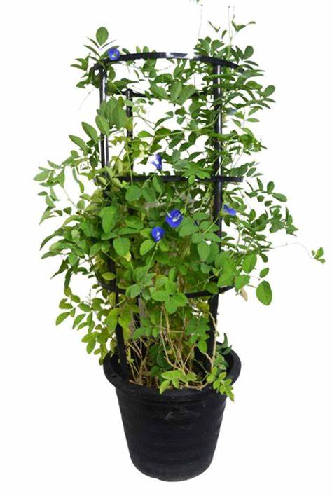 Butterfly Pea Plant:
