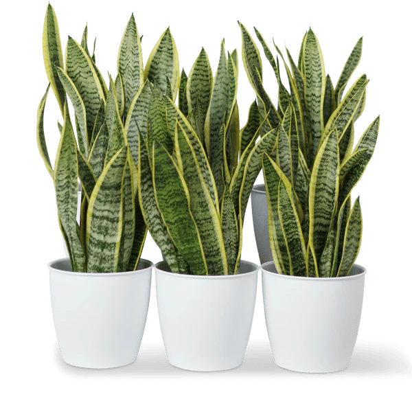 Office Sansevieria Laurentii Bundle