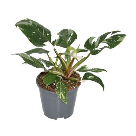 Philodendron White Princess