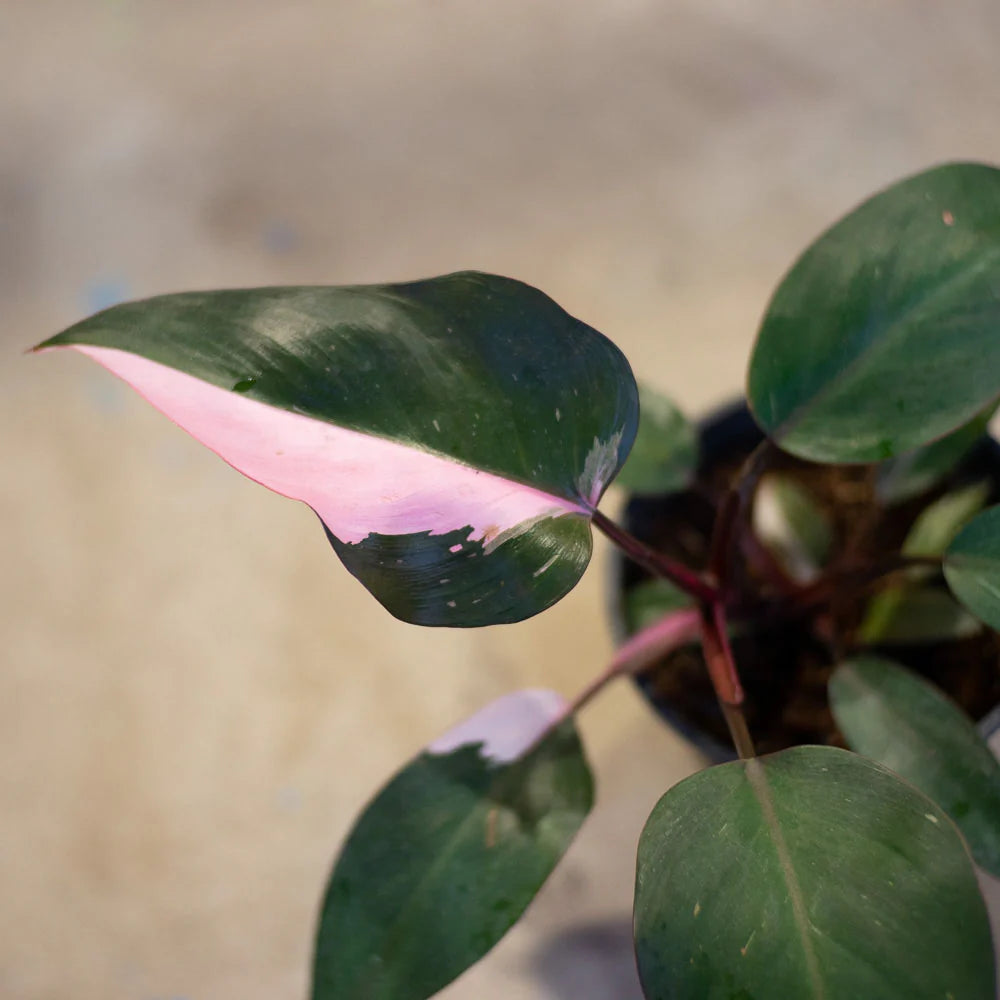 Pink Princess Philodendron
