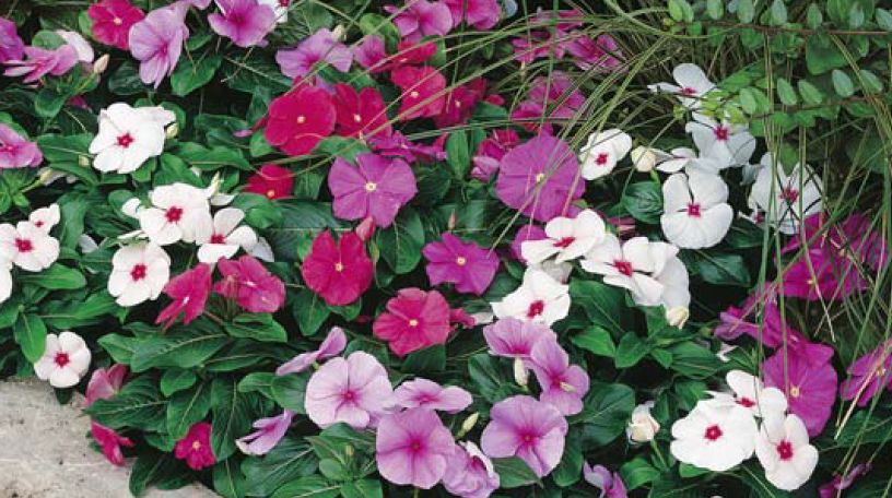 Vinca / Madagascar Periwinkle / Catharanthus roseus
