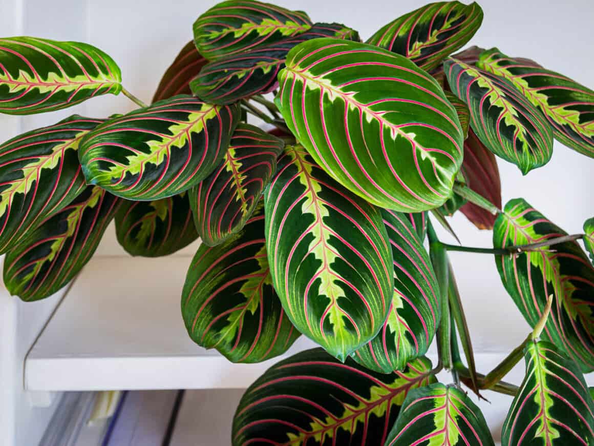 Prayer plant/Calathea Maranta / /Maranta leuconeura