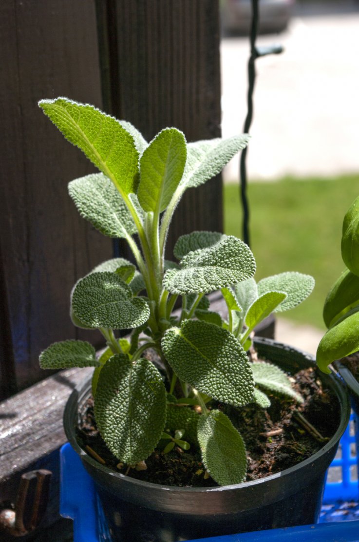 Sage(Salvia officinalis)