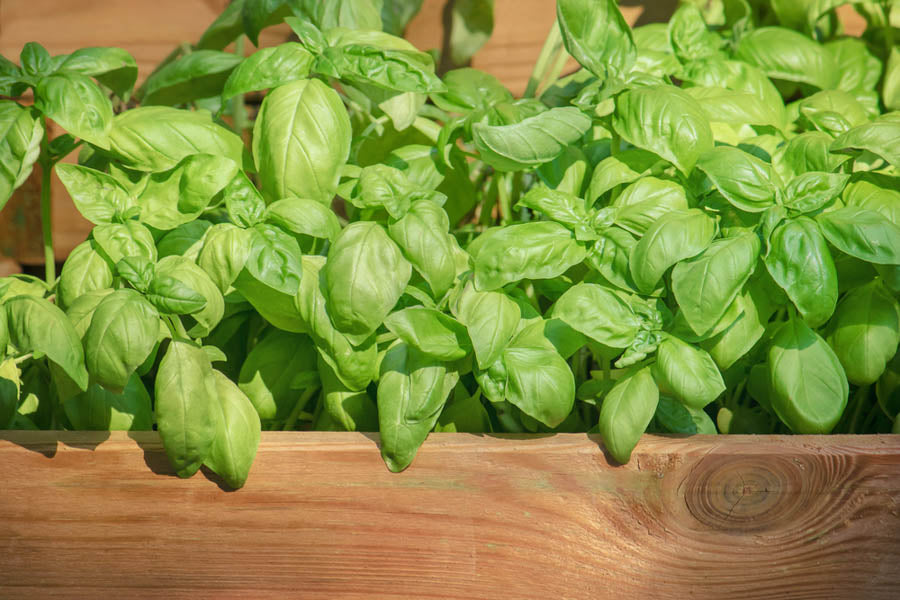 Basil / Ocimum basilicum