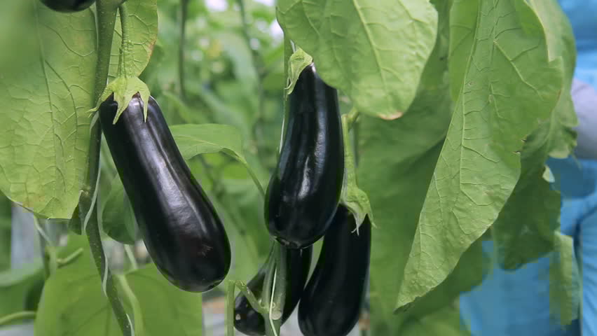 Egg Plant / Solanum melongena