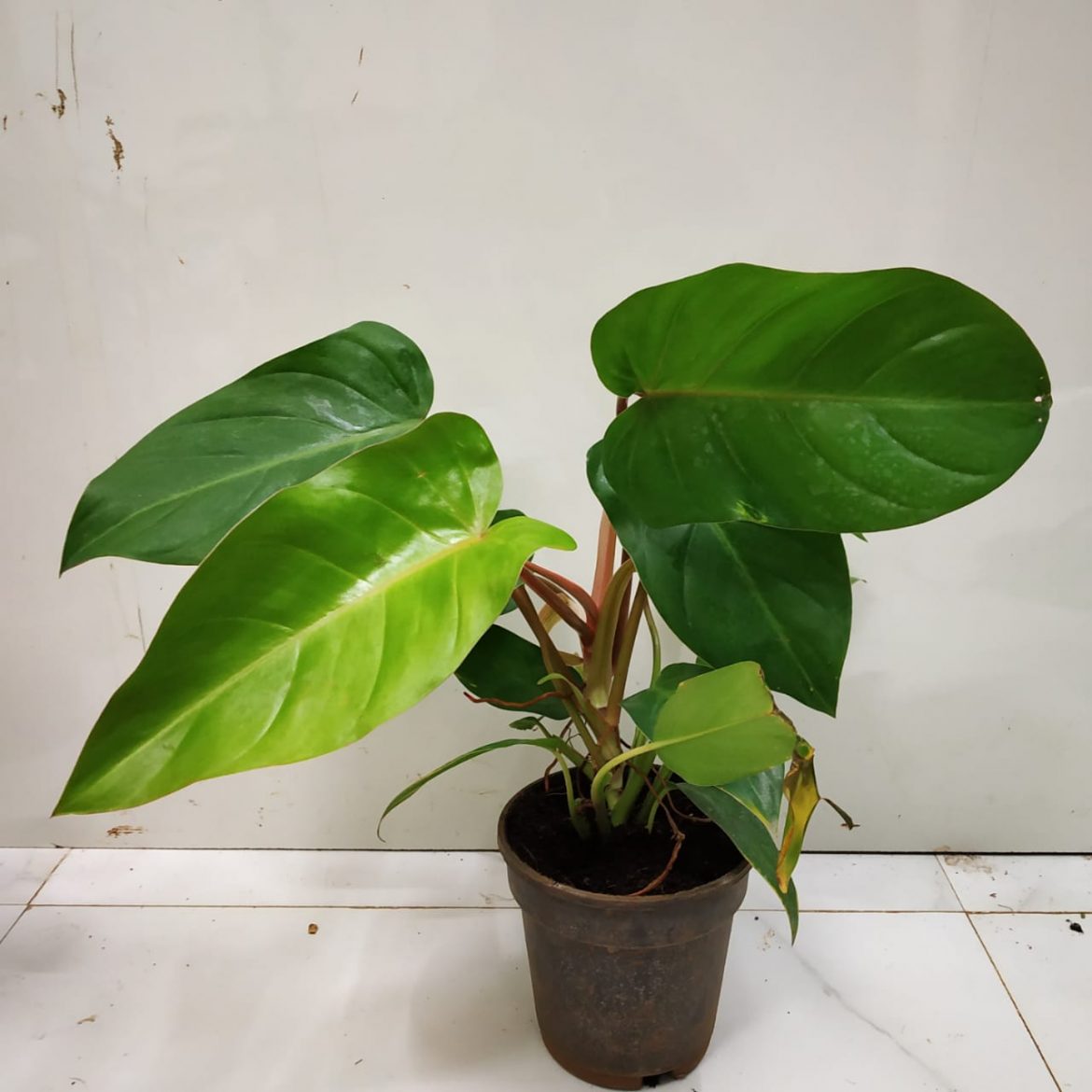 Philodendrone Erubescens/Blushing philodendron/red-leaf philodendron