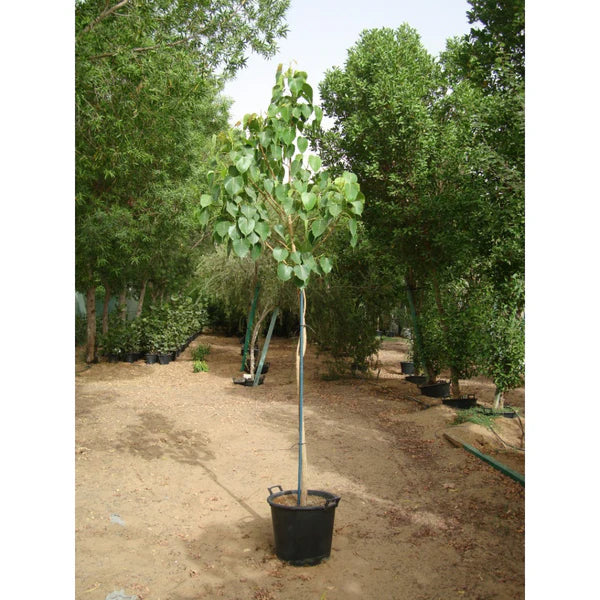 Sacred Fig (Ficus Religiosa)
