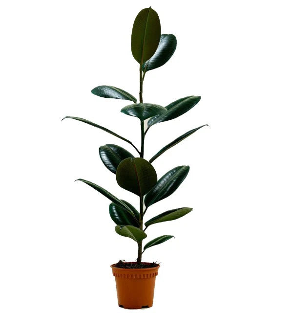 Rubber Plant / Ficus Elastic / Robusta