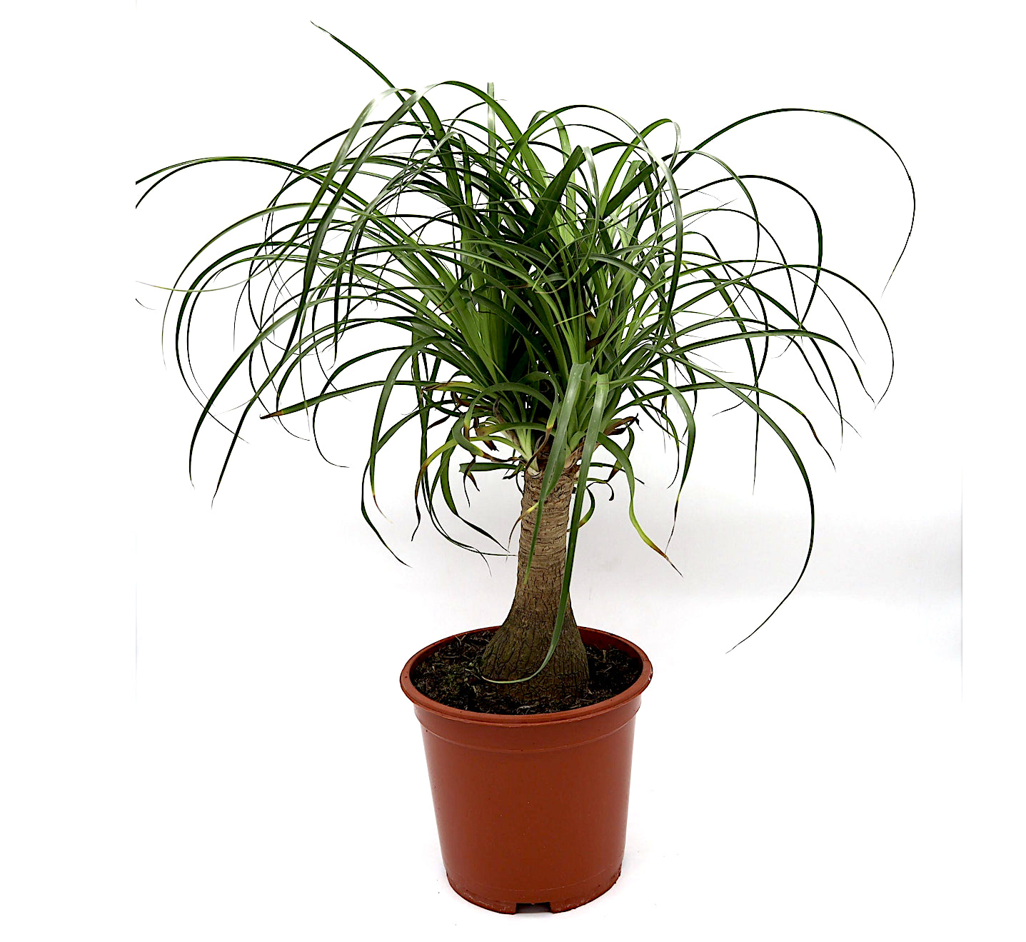 Ponytail Dwarf Palm