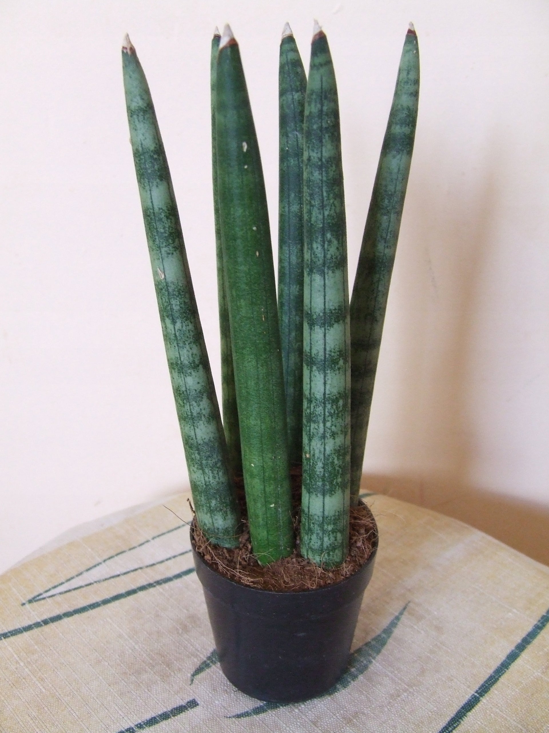 Sansevieria Cylindrica (Dracaena angolensis)(African spear)