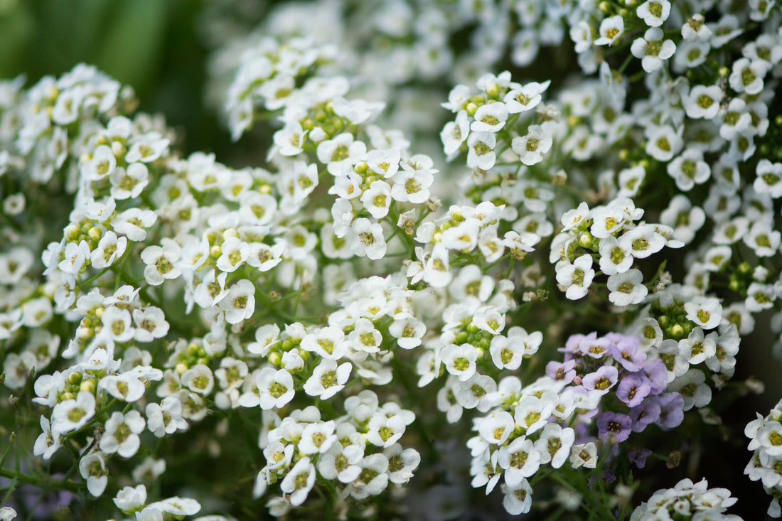 Alyssum