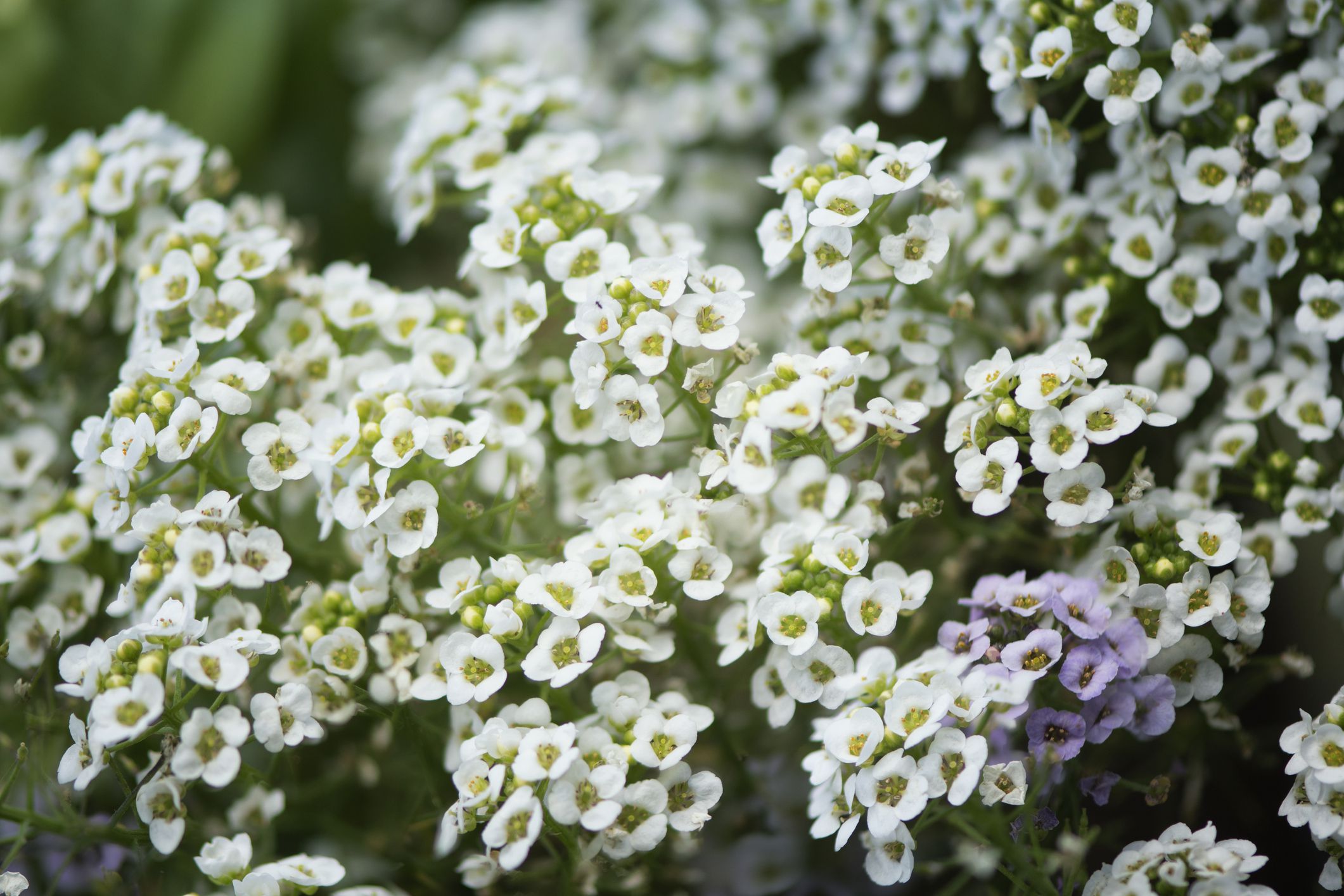 Alyssum