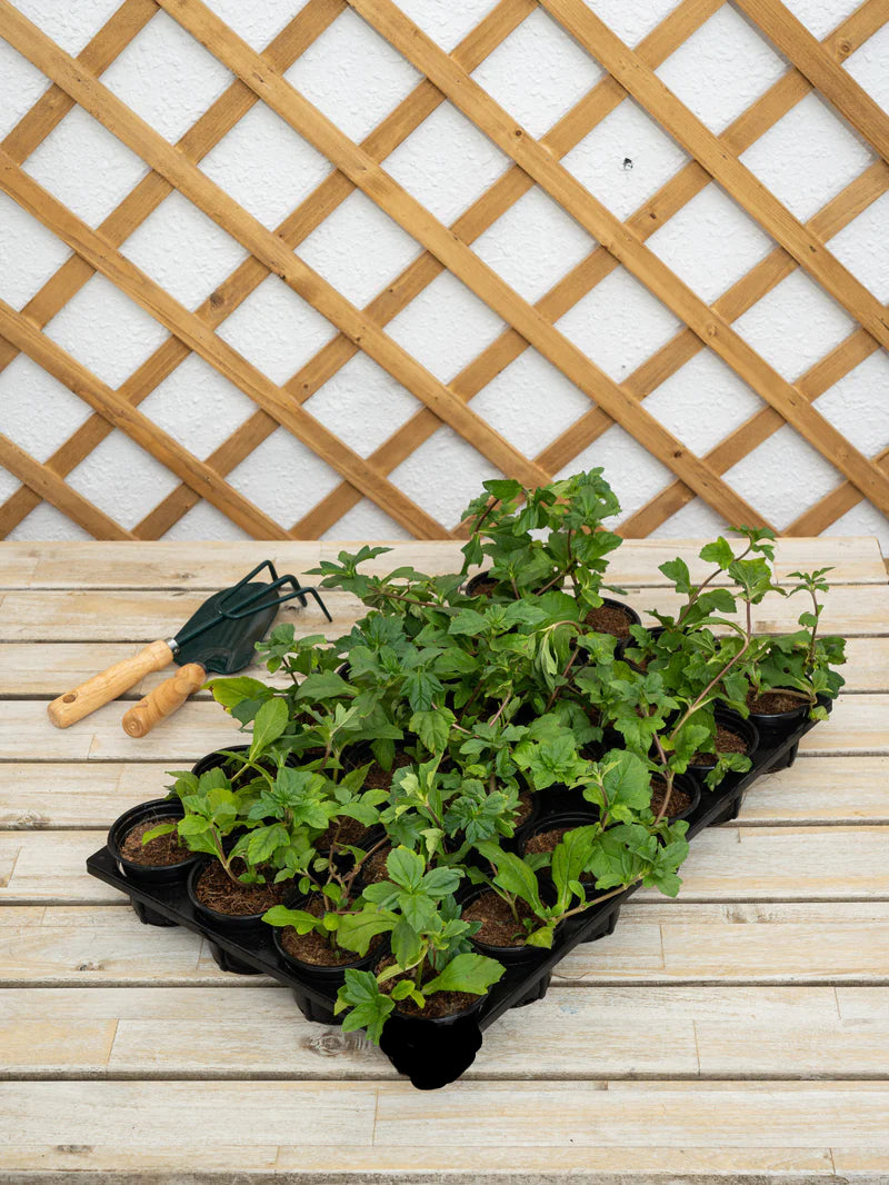 Wedelia (Wedelia Trilobata)