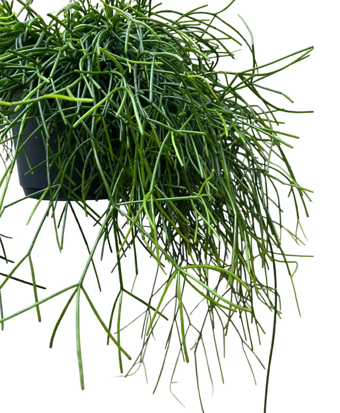 Rhipsalis Cactus/Mistletoe Cactus