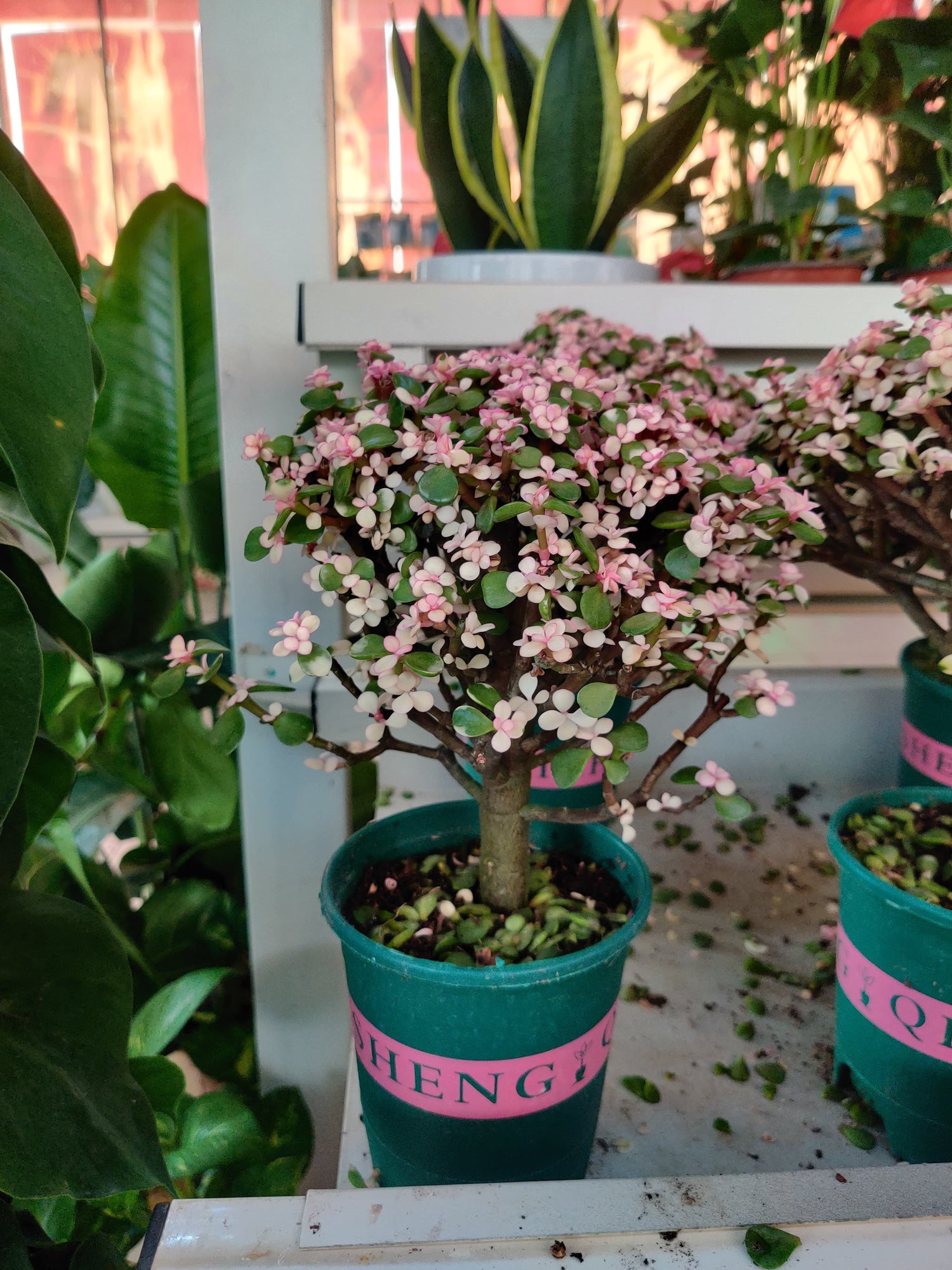 Portulaca Afra bonsai