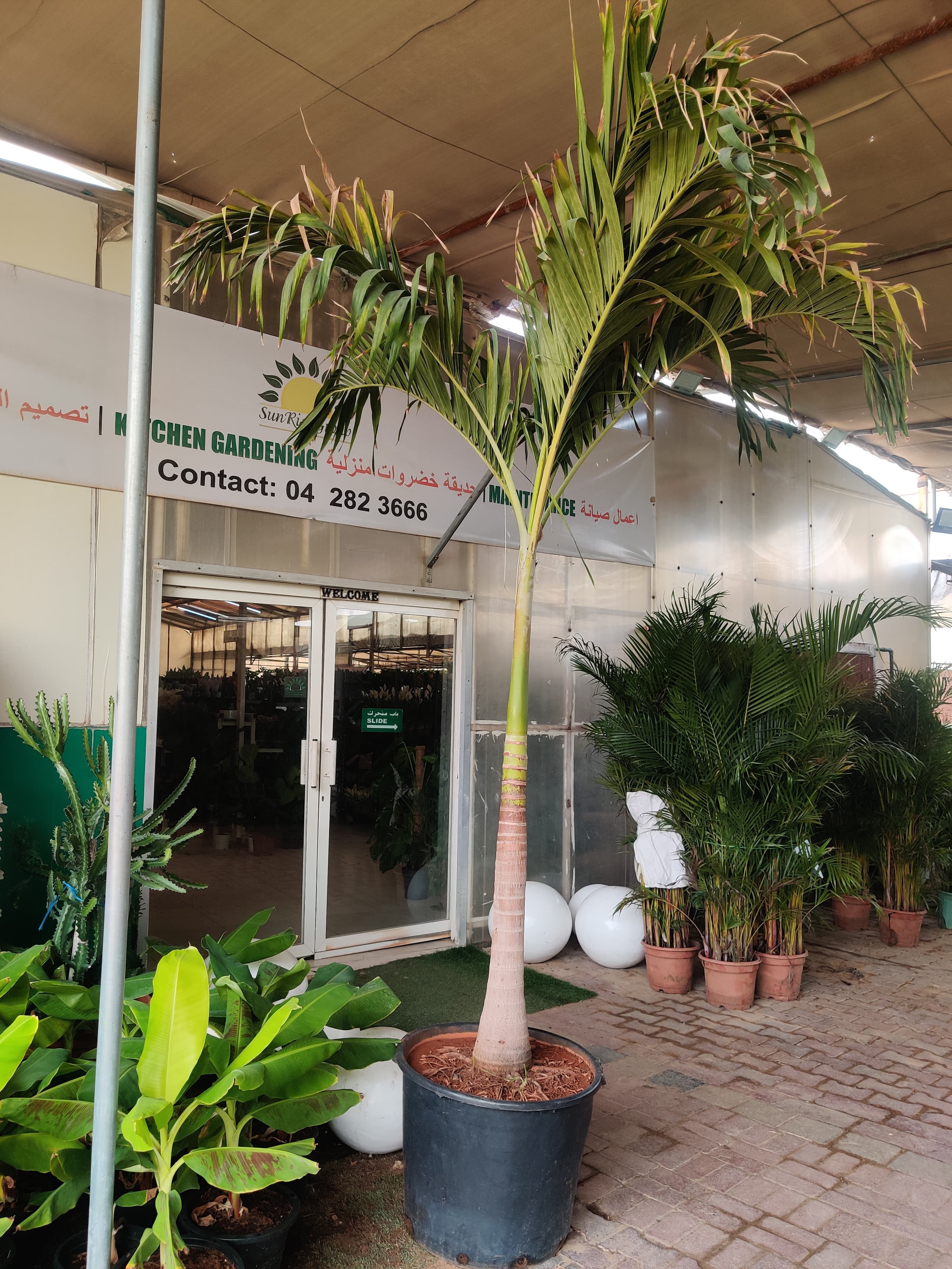 Veitchia merrillii “Manila Palm