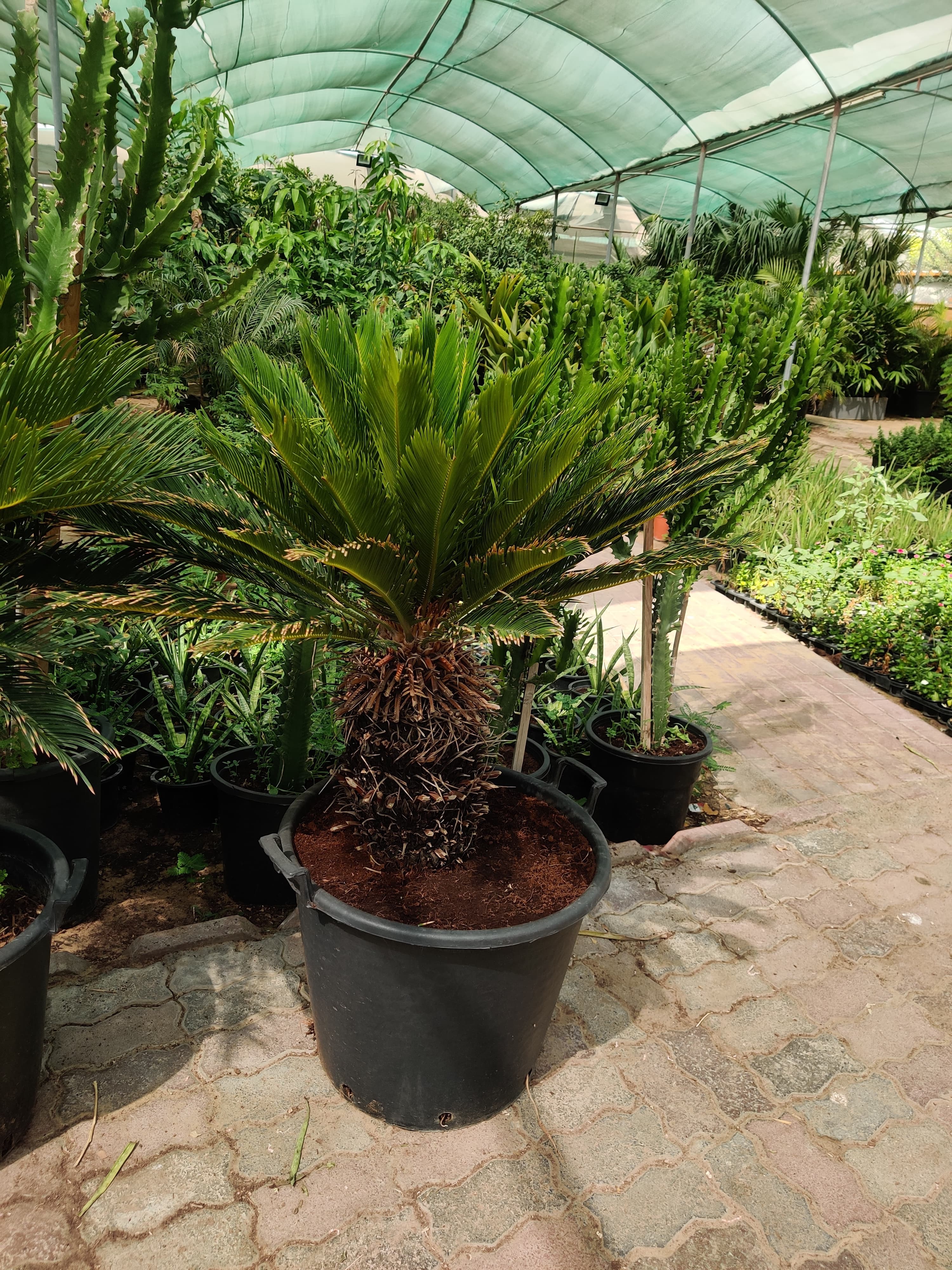 Cycus (Cycas revoluta) Sogo palm