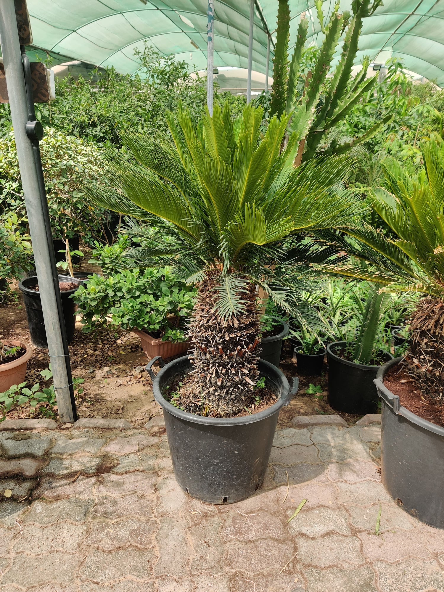 Cycus (Cycas revoluta) Sogo palm