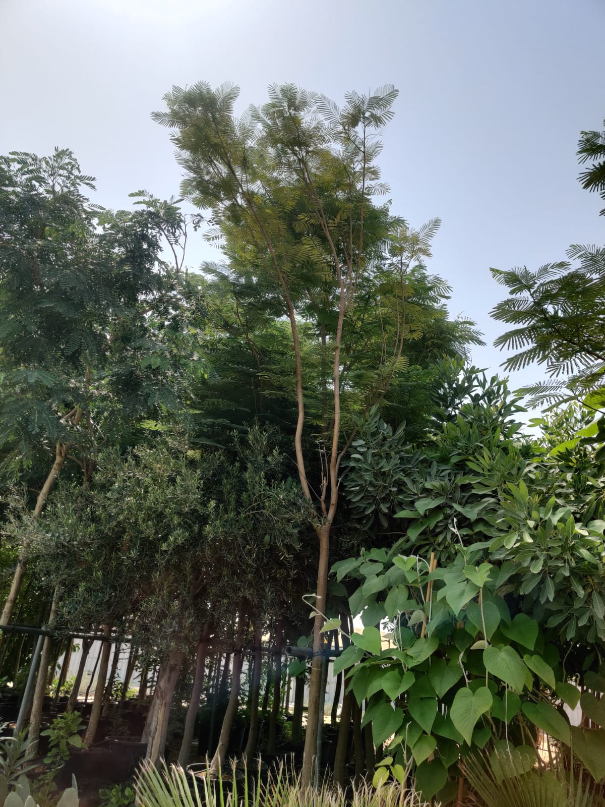 Delonix Tree /Flame Tree (Delonix Regia)