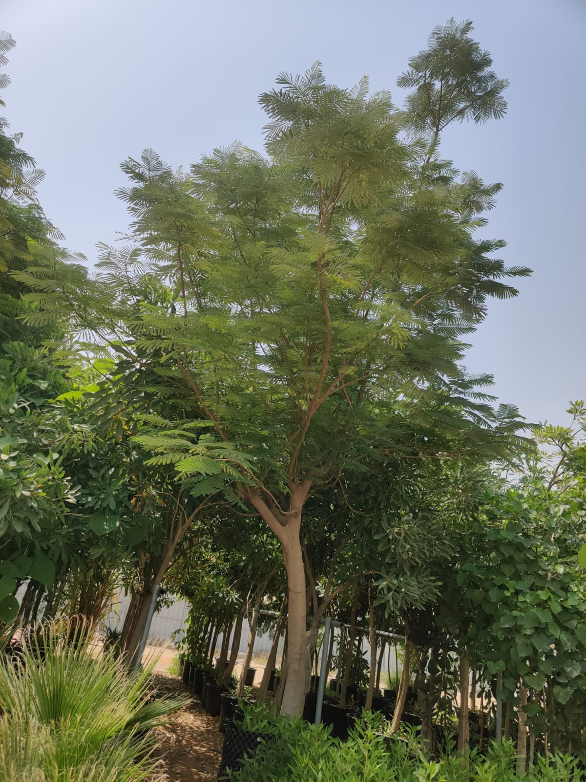 Delonix Tree /Flame Tree (Delonix Regia)