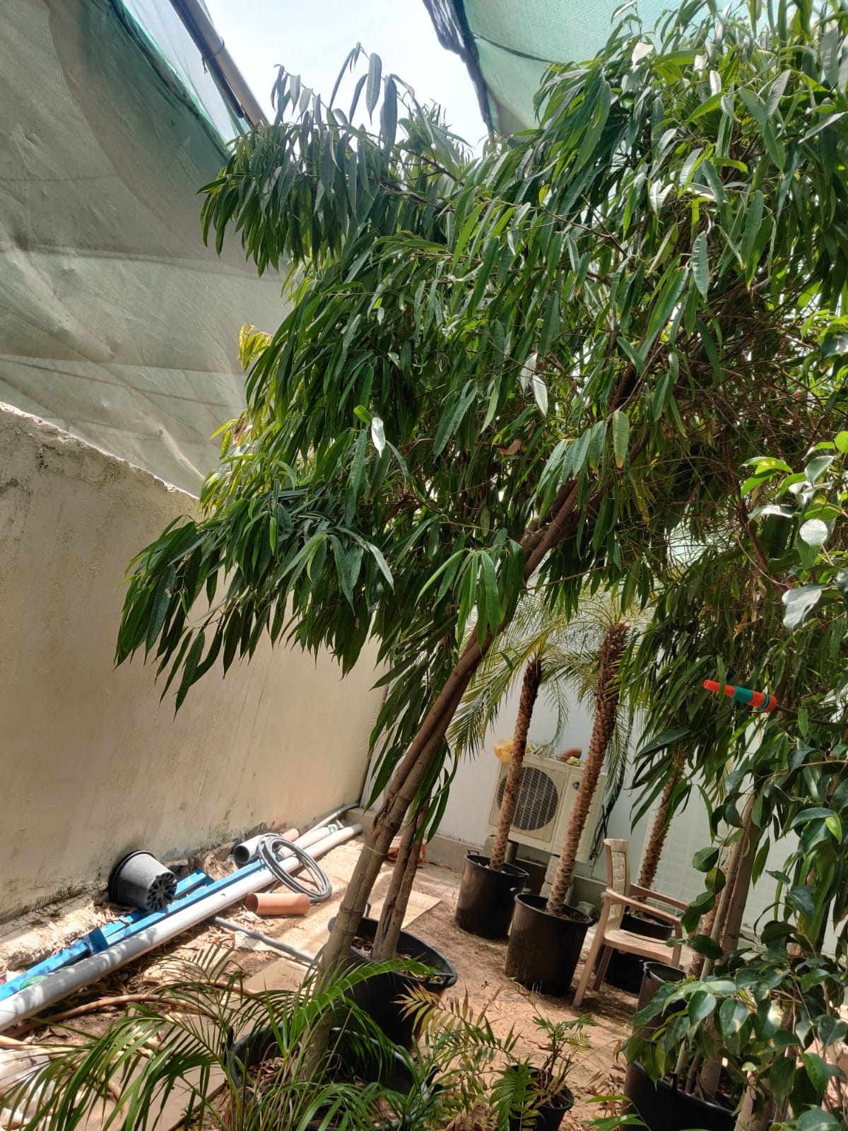 Ficus Amstel Queen tree