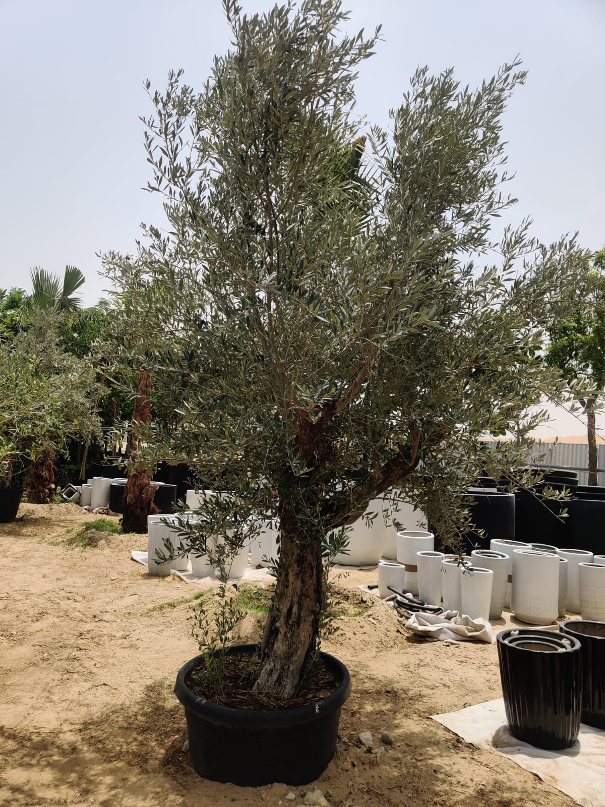 Olive Tree (Olea europaea)