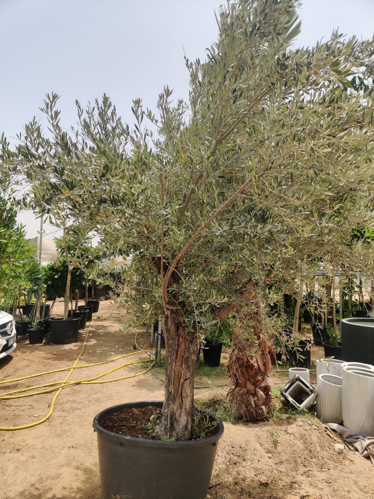 Olive Tree (Olea europaea)