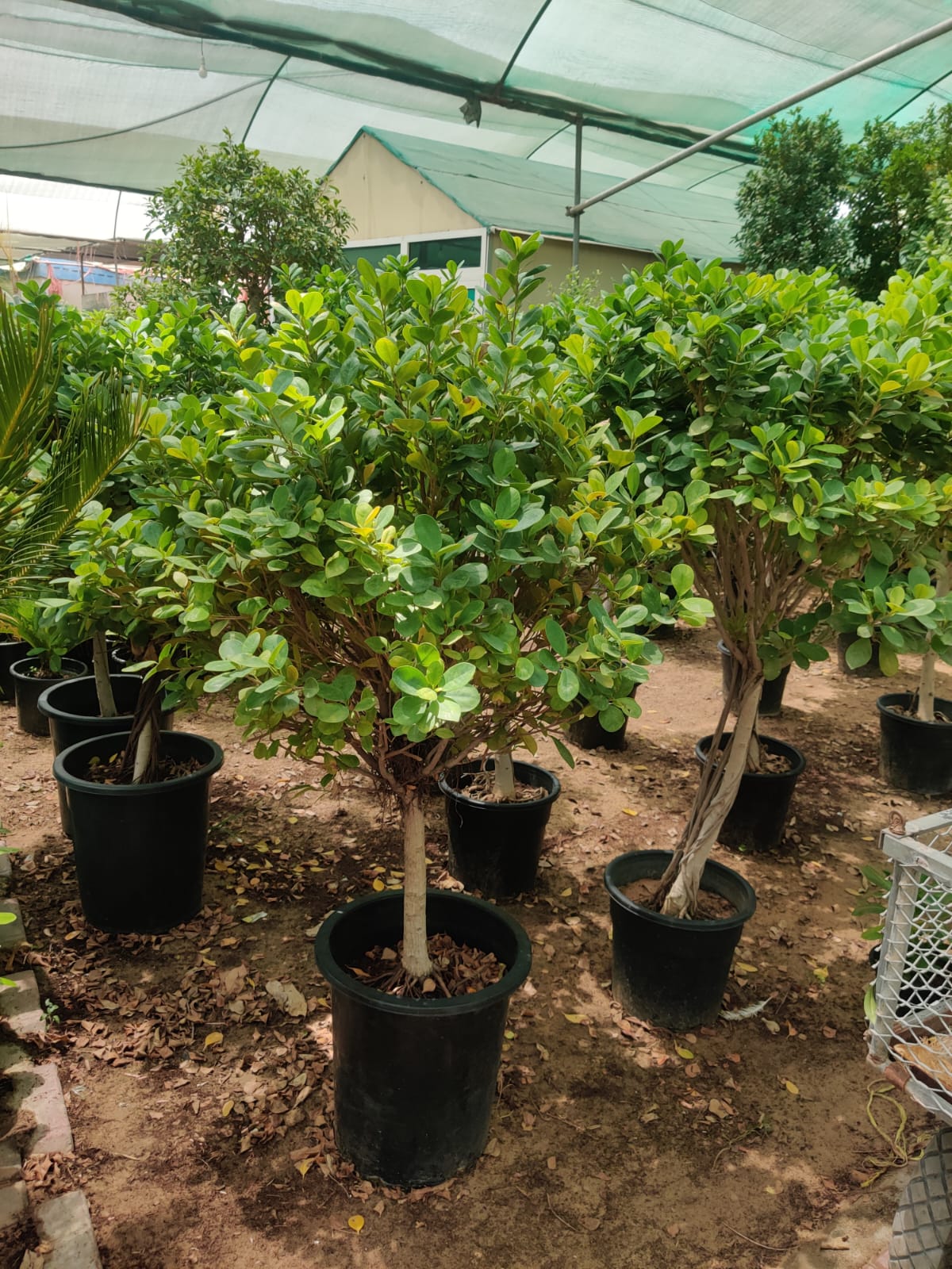 Ficus Panda Single Head