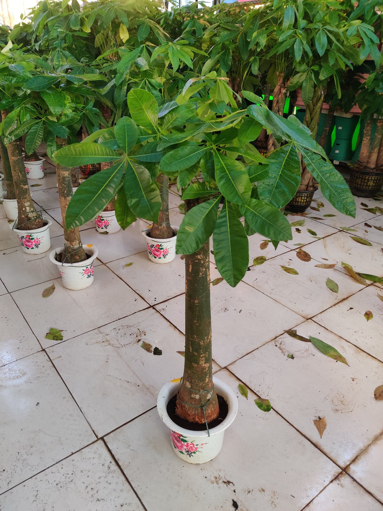 Pachira Aquatica / Water Chestnut / Money Tree