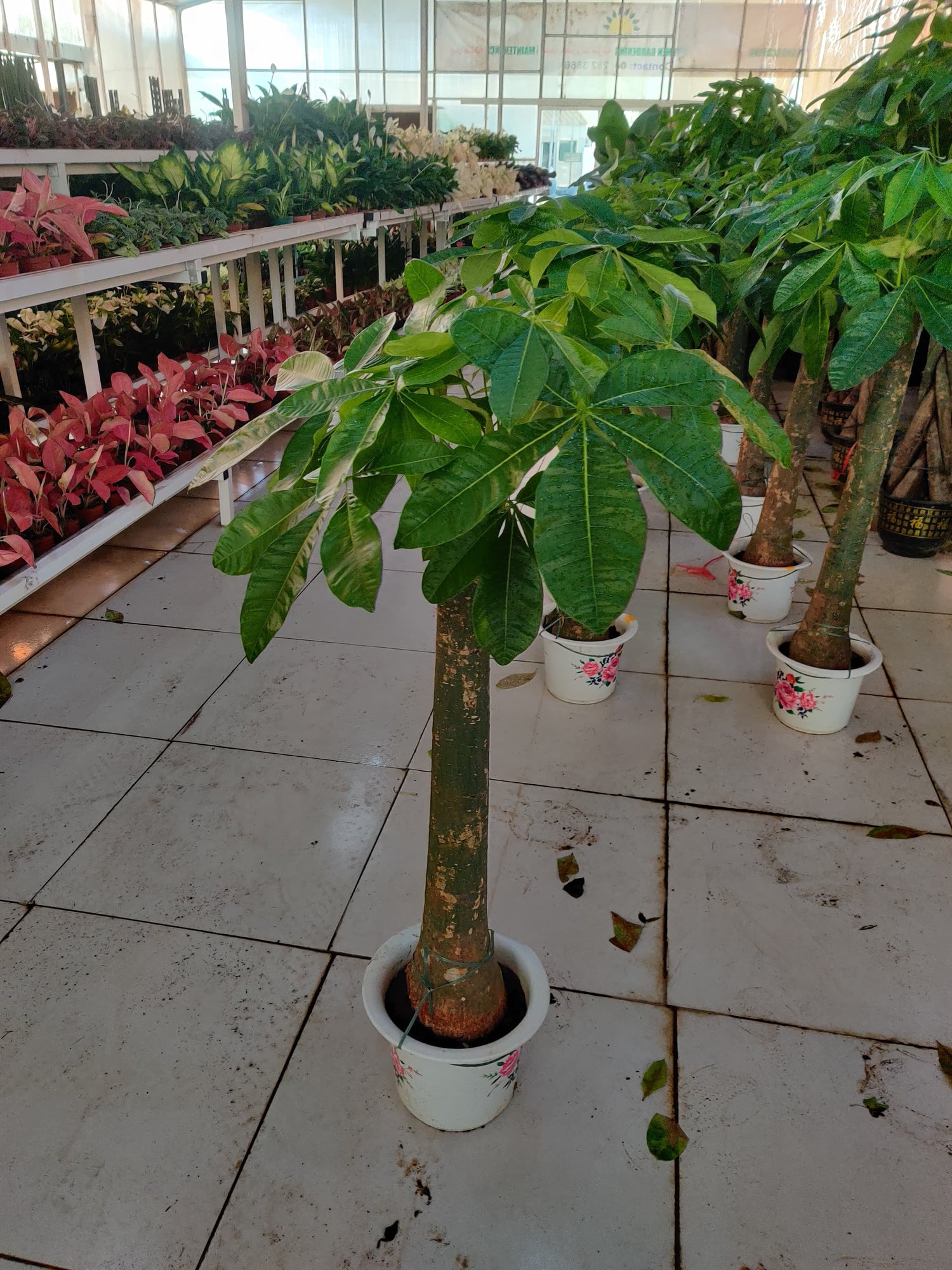 Pachira Aquatica / Water Chestnut / Money Tree