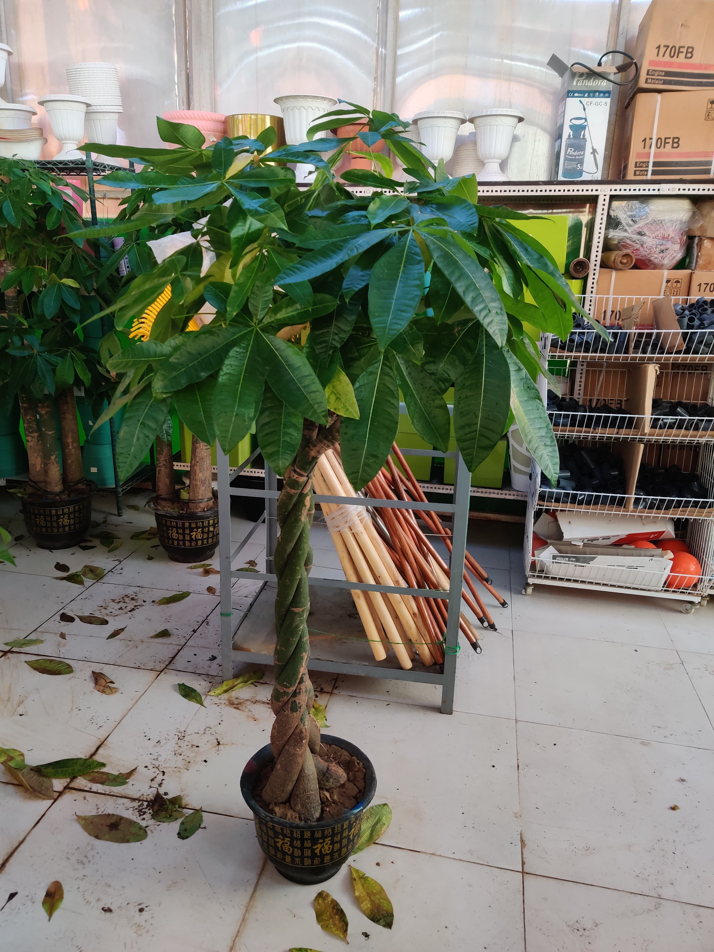 Pachira Aquatica / Water Chestnut / Money Tree