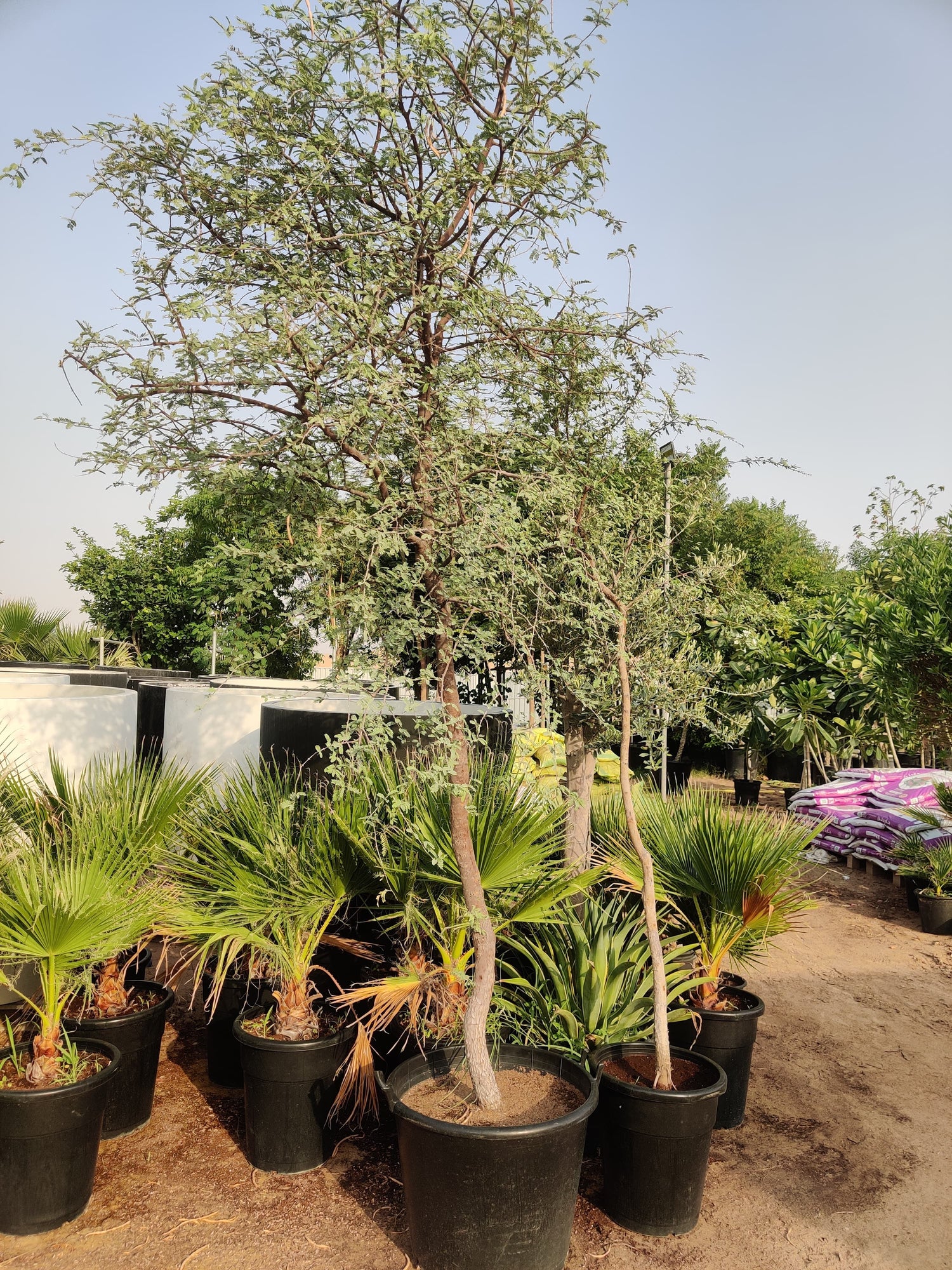 Ghaf Tree (Prosopis Cineraria)
