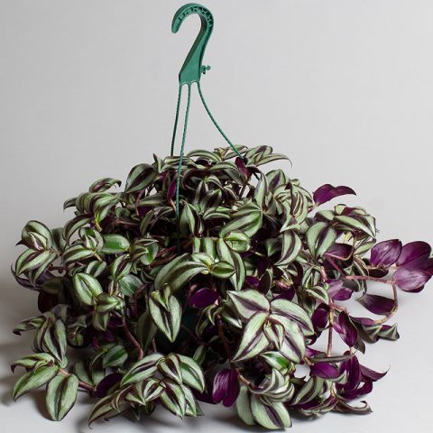 Zebrina Hanging/ Tradescantia zebrina/ Wandering Jew