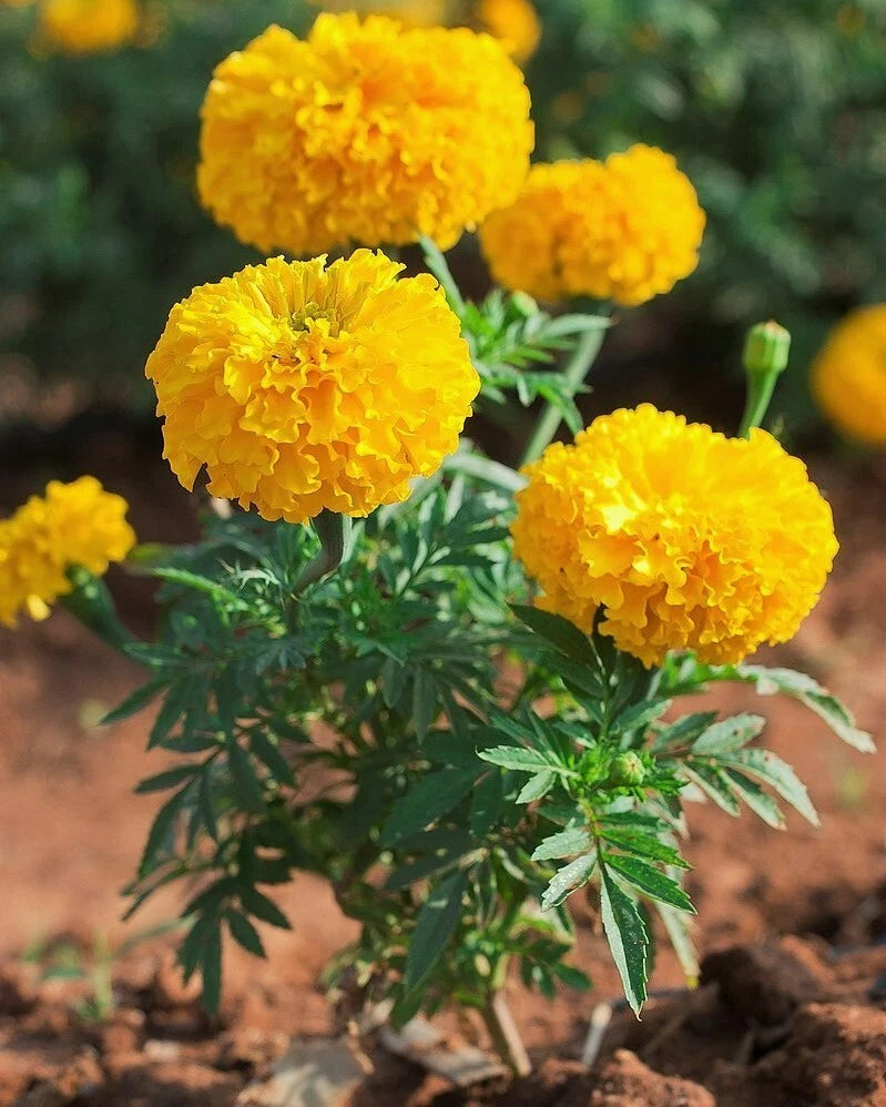 Marigold