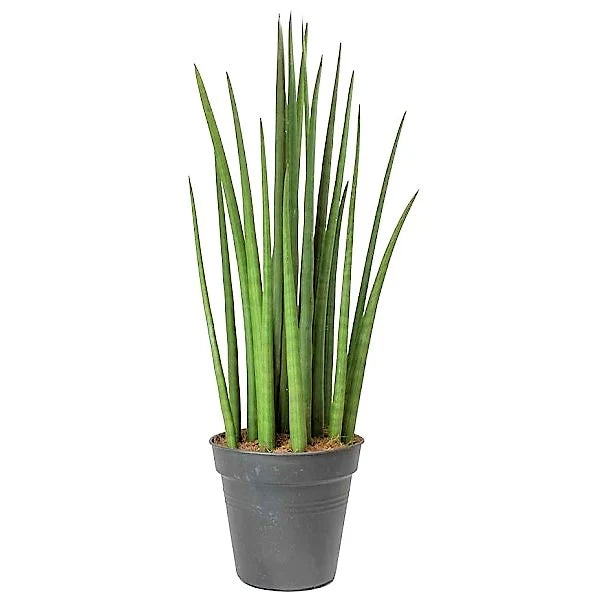 Sansevieria Cylindrica (Dracaena angolensis)(African spear)