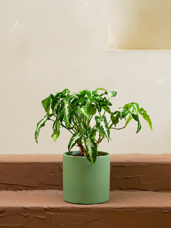 Silver Arrowhead (Syngonium wendlandii)