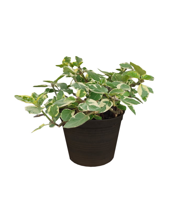 Asystasia Gangetica (Chinese Violet)