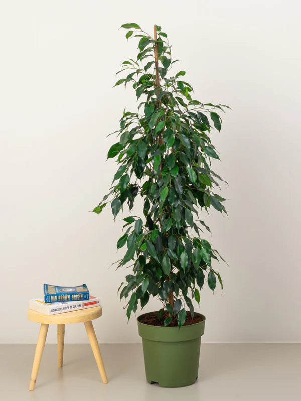 Ficus Benjamina / Weeping Fig
